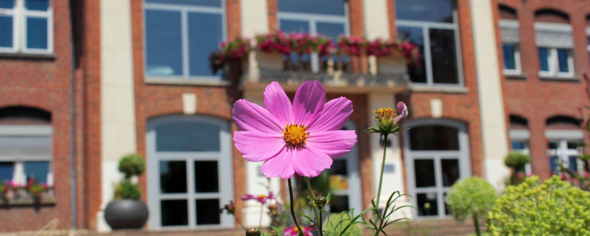 Fleurs devant la Mairie