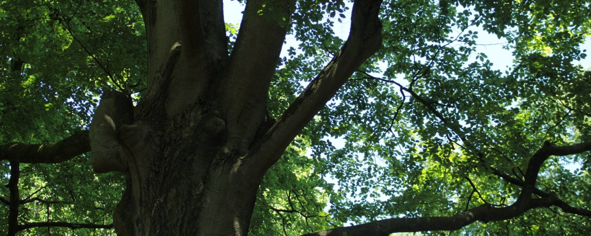 Arbre dans la forêt