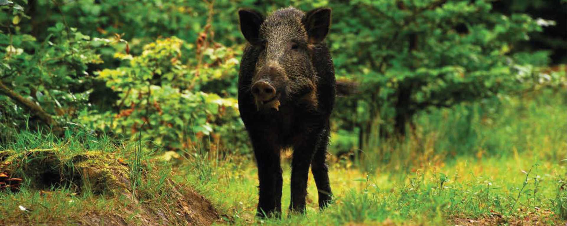 A QUOI SERT LA CHASSE ? Faute de prédateurs naturels, le gibier se développe, met en péril le renouvellement de la
forêt, cause des dégâts dans les cultures riveraines et peut provoquer des accidents de la route.