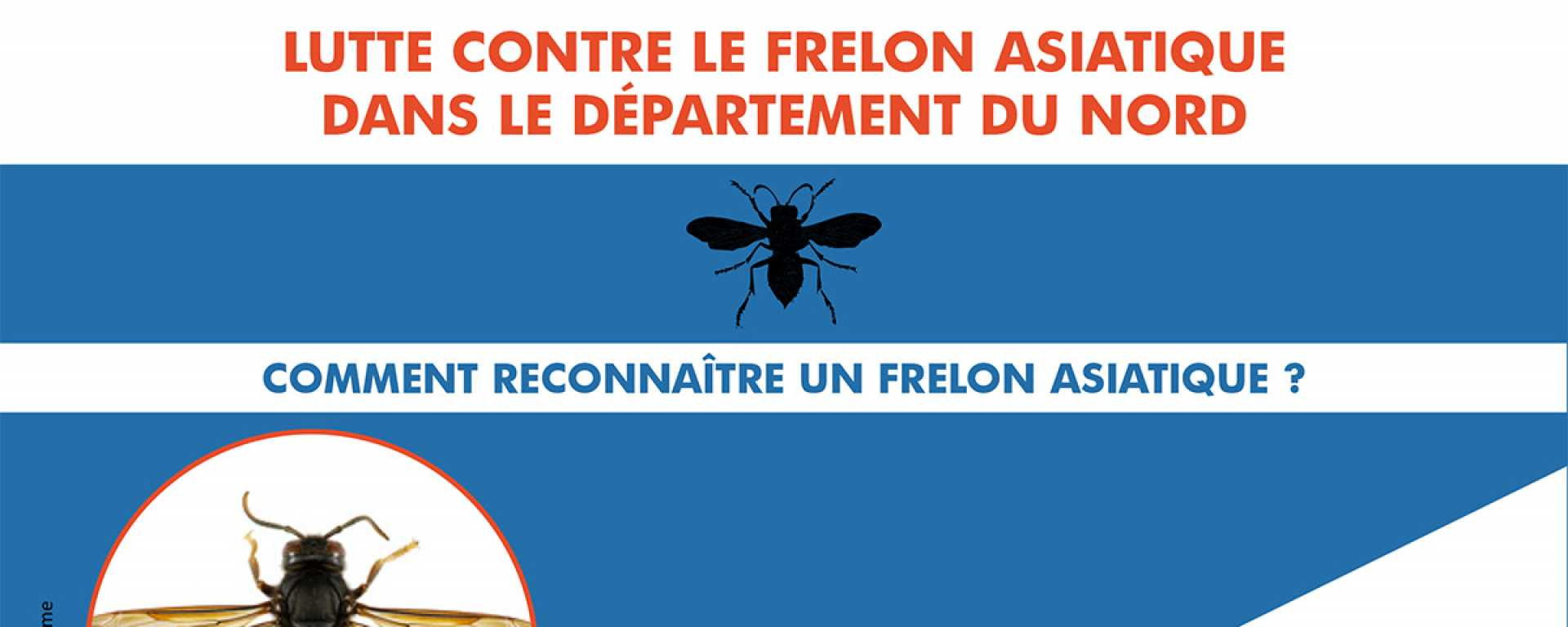 Procédure de signalement des nids de frelons asiatiques