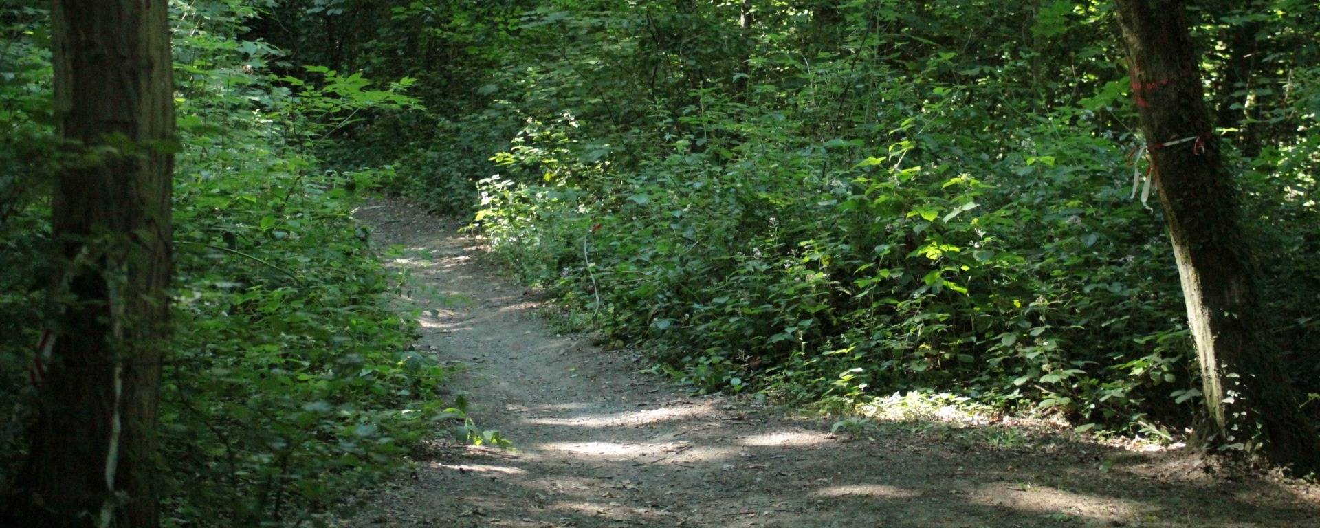 Sentiers en forêt